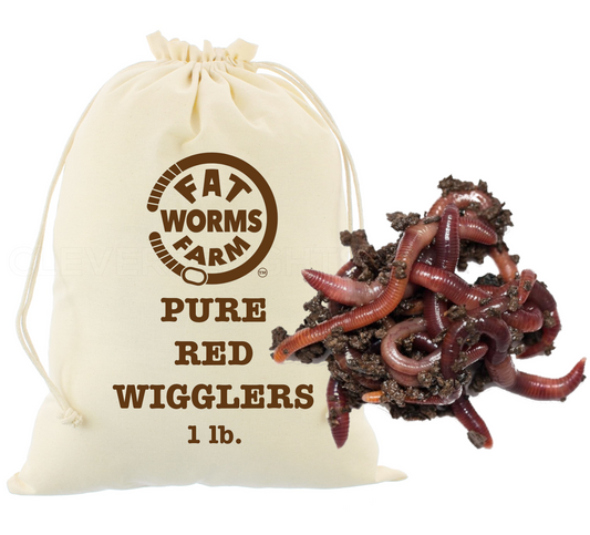 Pure Red Wiggler Worms (Eisenia Fetida), 1 lb. - Premium Composting and Gardening Worms